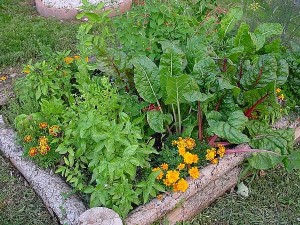 organic gardening pest control