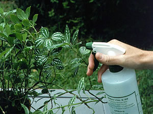 organic gardening pest control