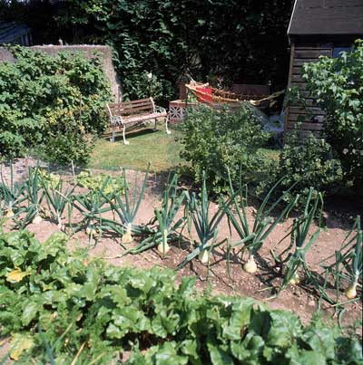 tips for organic gardening